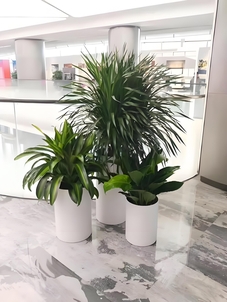 宁波慈溪绿化修剪公司